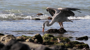 Great Blue Heron, Puerto Ayora, Santa Cruz