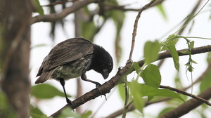 Medium Tree-Finch, Isla Floreana