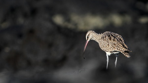 Whimbrel, Isla Isabela -- Det er nemt at komme helt tæt på vadefuglene på Galápagos - her en <b>Amerikansk Lille Regnspove</b> / <b>Whimbrel</b> (racen <i>hudsonicus</i>) fra stranden foran byen Puerto Villamil på den største af øerne Isabela.