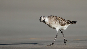Black-bellied Plover, Isla Isabela -- Det er nemt at komme helt tæt på vadefuglene på Galápagos - her en <b>Strandhjejle</b> / <b>Black-bellied Plover</b> / <b>Grey Plover</b> fra stranden foran byen Puerto Villamil på den største af øerne Isabela.