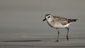 Black-bellied Plover, Isla Isabela -- Det er nemt at komme helt tæt på vadefuglene på Galápagos - her en <b>Strandhjejle</b> / <b>Black-bellied Plover</b> / <b>Grey Plover</b> fra stranden foran byen Puerto Villamil på den største af øerne Isabela.
