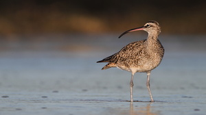 Whimbrel, Isla Isabela -- Det er nemt at komme helt tæt på vadefuglene på Galápagos - her en <b>Amerikansk Lille Regnspove</b> / <b>Whimbrel</b> (racen <i>hudsonicus</i>) fra stranden foran byen Puerto Villamil på den største af øerne Isabela.