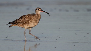 Whimbrel, Isla Isabela -- Det er nemt at komme helt tæt på vadefuglene på Galápagos - her en <b>Amerikansk Lille Regnspove</b> / <b>Whimbrel</b> (racen <i>hudsonicus</i>) fra stranden foran byen Puerto Villamil på den største af øerne Isabela.