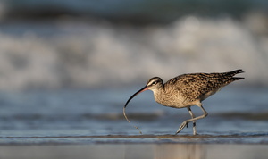 Whimbrel, Isla Isabela -- Det er nemt at komme helt tæt på vadefuglene på Galápagos - her en <b>Amerikansk Lille Regnspove</b> / <b>Whimbrel</b> (racen <i>hudsonicus</i>) fra stranden foran byen Puerto Villamil på den største af øerne Isabela.