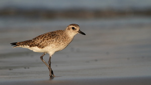 Black-bellied Plover, Isla Isabela -- Det er nemt at komme helt tæt på vadefuglene på Galápagos - her en <b>Strandhjejle</b> / <b>Black-bellied Plover</b> / <b>Grey Plover</b> fra stranden foran byen Puerto Villamil på den største af øerne Isabela.