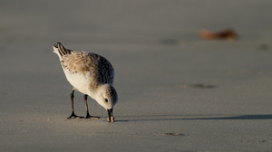 Sanderling, Isla Isabela -- Det er nemt at komme helt tæt på vadefuglene på Galápagos - her en <b>Sandløber</b> / <b>Sanderling</b> fra stranden foran byen Puerto Villamil på den største af øerne Isabela.