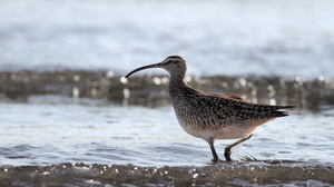 Whimbrel, Isla Isabela -- Det er nemt at komme helt tæt på vadefuglene på Galápagos - her en <b>Amerikansk Lille Regnspove</b> / <b>Whimbrel</b> (racen <i>hudsonicus</i>) fra stranden foran byen Puerto Villamil på den største af øerne, Isabela.