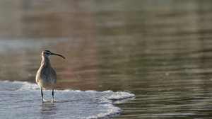 Whimbrel, Isla Isabela -- Det er nemt at komme helt tæt på vadefuglene på Galápagos - her en <b>Amerikansk Lille Regnspove</b> / <b>Whimbrel</b> (racen <i>hudsonicus</i>) fra stranden foran byen Puerto Villamil på den største af øerne, Isabela.