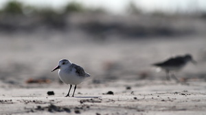 Sanderling, Isla Isabela -- Det er nemt at komme helt tæt på vadefuglene på Galápagos - her en <b>Sandløber</b> / <b>Sanderling</b> fra stranden foran byen Puerto Villamil på den største af øerne, Isabela.