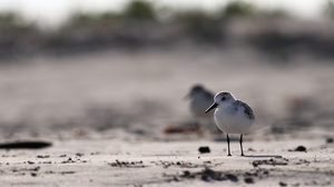 Sanderling, Isla Isabela -- Det er nemt at komme helt tæt på vadefuglene på Galápagos - her en <b>Sandløber</b> / <b>Sanderling</b> fra stranden foran byen Puerto Villamil på den største af øerne, Isabela.