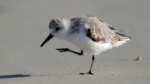 Sanderling, Isla Isabela -- Det er nemt at komme helt tæt på vadefuglene på Galápagos - her en <b>Sandløber</b> / <b>Sanderling</b> fra stranden foran byen Puerto Villamil på den største af øerne, Isabela.