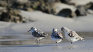Sanderling, Isla Isabela -- Det er nemt at komme helt tæt på vadefuglene på Galápagos - her en <b>Sandløber</b> / <b>Sanderling</b> fra stranden foran byen Puerto Villamil på den største af øerne, Isabela.