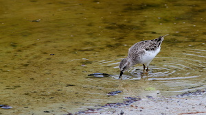 Least Sandpiper, Isla Isabela -- En <b>Least Sandpiper</b> / <b>Amerikansk Dværgryle</b> fouragerer i en lavvandet sø med høj saltholdighed i kanten af byen Puerto Villamil på Galápagosøernes største ø, Isabela.