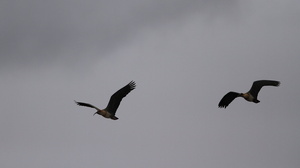 Black-faced Ibis, Volsán Antisana
