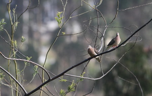 Eared Dove, Hostería San Jorge