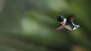 White-bellied Woodstar, Hostería San Jorge
