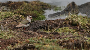 Andean Lapwing, Volcán Antisana