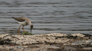 Lesser Yellowlegs, Volcán Antisana