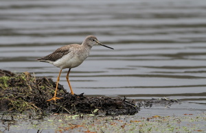 Lesser Yellowlegs, Volcán Antisana
