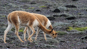 Vicuña, Volcán Chimborazo