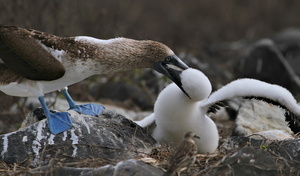 Blue-footed Booby, Isla Española