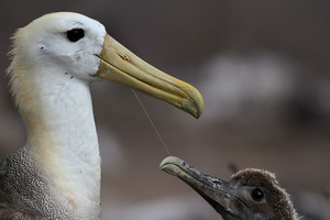 Waved Albatross, Isla Española