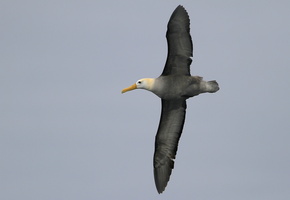 Waved Albatross, Isla Española