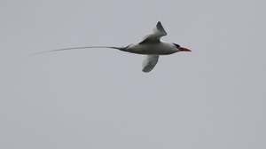 Red-billed Tropicbird, Isla Española