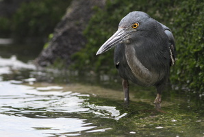 Lava Heron, Isla Española