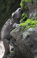 Marine Iguana, Isla Española