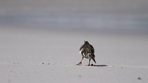 Ruddy Turnstone, Isla Española