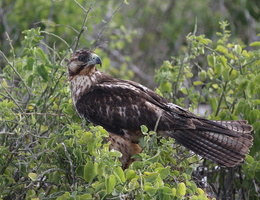 Galápagos Hawk, Isla Española