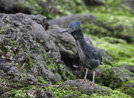 Lava Heron, Isla Santiago