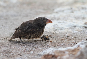 Large Cactus-Finch, Isla Genovesa