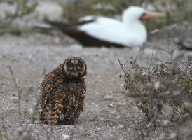 Short-eared Owl & Nazca Booby, Isla Genovesa