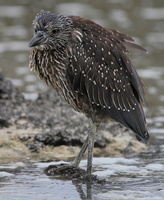 Yellow-crowned Night-Heron, Isla Genovesa
