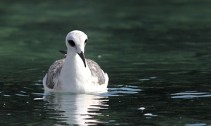 Swallow-tailed Gull, Isla Genovesa