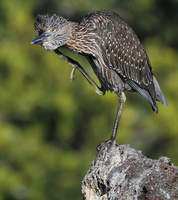 Yellow-crowned Night-Heron, Isla Genovesa
