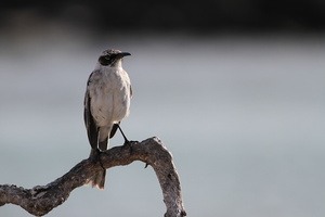 Genovesa Mockingbird, Isla Genovesa -- Normalt betragtet som en isoleret form af <a href="http://ornitfoto.dk/gal/index.php?/tags/galapagos_mockingbird"><b>Galápagos Spottedrossel (Galápagos Mockingbird)</b></a>, men nyere forskning tyder på, at spottedroslerne på øen Genovesa er en endemisk selvstændig art, <b>Genovesa Mockingbird</b>.