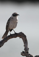 Genovesa Mockingbird, Isla Genovesa -- Normalt betragtet som en isoleret form af <a href="http://ornitfoto.dk/gal/index.php?/tags/galapagos_mockingbird"><b>Galápagos Spottedrossel (Galápagos Mockingbird)</b></a>, men nyere forskning tyder på, at spottedroslerne på øen Genovesa er en endemisk selvstændig art, <b>Genovesa Mockingbird</b>.