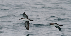 Galápagos Shearwater, Plaza Sur