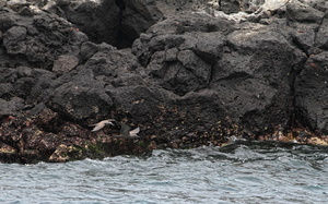 Brown Noddy, Plaza Sur