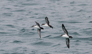 Galápagos Shearwater, Plaza Sur