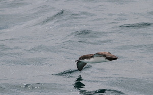 Galápagos Shearwater, Plaza Sur