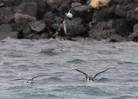 Galápagos Shearwater, Plaza Sur