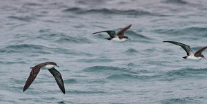 Galápagos Shearwater, Plaza Sur