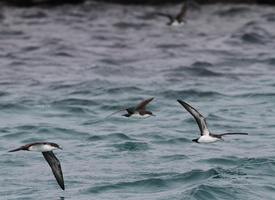 Galápagos Shearwater, Plaza Sur