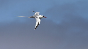 Red-billed Tropicbird, Plaza Sur