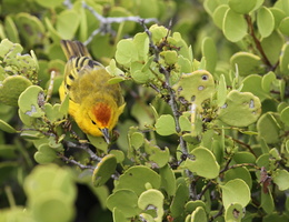 Yellow Warbler, Plaza Sur