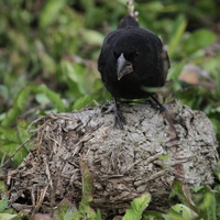Large Ground-Finch, Isla Santa Cruz -- En <b>Large Ground-Finch</b>/<b>Stor Darwinfinke</b>, den kraftigste af Darwinfinkerne, piller i en lort fra en Galápagos Giant Tortoise (kæmpelandskildpadde) på <i>Finca Primicias</i>, et af de privatejede besøgssteder udenfor nationalparken, i højlandet på den beboede ø Santa Cruz.